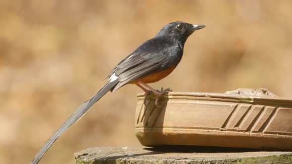 White Rumped Shama a beautiful songster bird drinking water from a earthen pot during summer in West