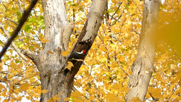 Pileated woodpecker destroying the heck out of a tree with bark falling off