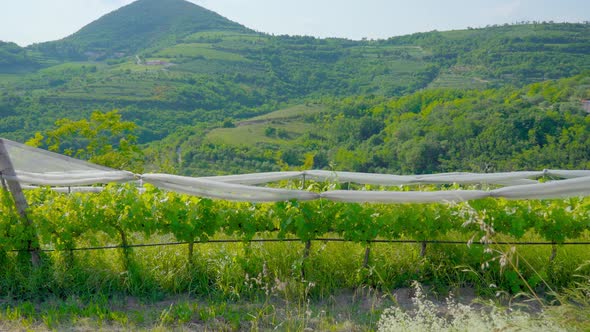Vineyards Among Green Summer Hills