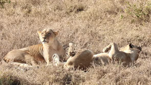 Lazy Tired Lions In Africa