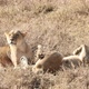 Lazy Tired Lions In Africa - VideoHive Item for Sale