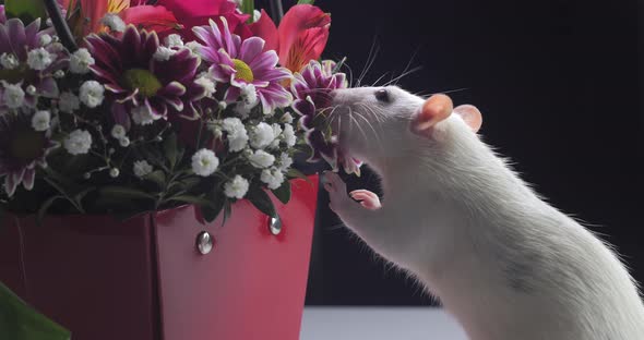 Domestic White Rat Sniffs Beautiful Flowers