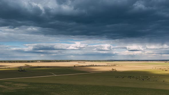 Summer Rural Meadow Landscape Under Scenic Sky. Herd Of Cows Grazing In Green Pasture In Rainy