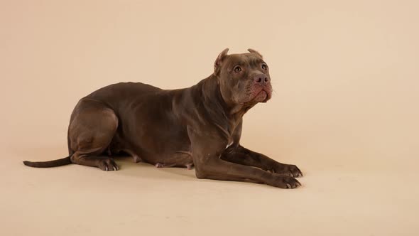 A Dog of the American Pit Bull Terrier Breed Lies with Its Front Legs Extended in Front of It and