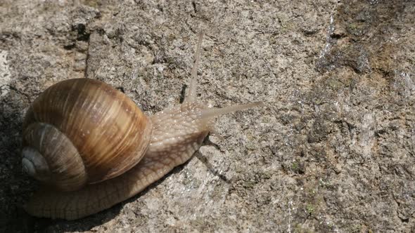 Helix pomatia escargot outdoor  slow-mo moving 1080p FullHD footage - Slow motion Roman or Burgundy 