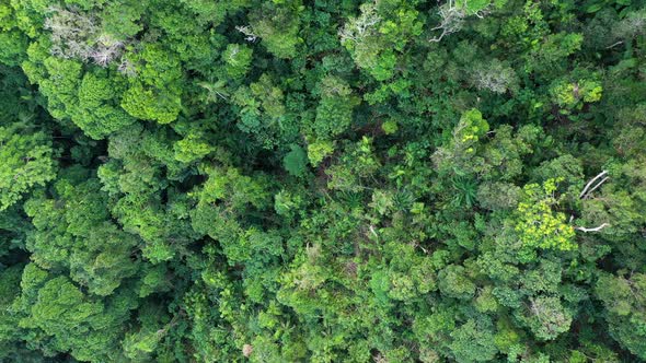 Rainforest aerial top down view of trees in Tropical North Queensland, Australia