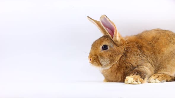 Brown Little Fluffy Bunny Sits and Wiggles Ears and Nose on a Solid Gray Background