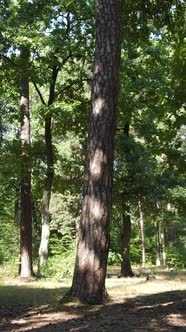 Vertical Video of Beautiful Green Forest By Day