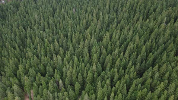 Aerial top down view of pine forest flight. Drone shot flying over European firs forest in summer 