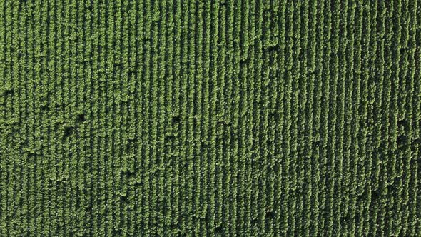 Young Sunflower Aerial View