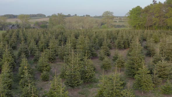 Pick Your Own Christmas Tree Farm Aerial View