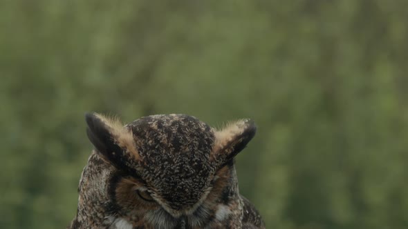 Tilt down to great horned owl on forest background