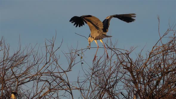 Grey heron, Ardea cinerea, Camargue, France