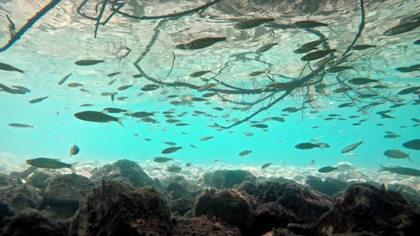 Fish swimming in very clear and transparent shallow water. Swarm of minnows moving in all directions