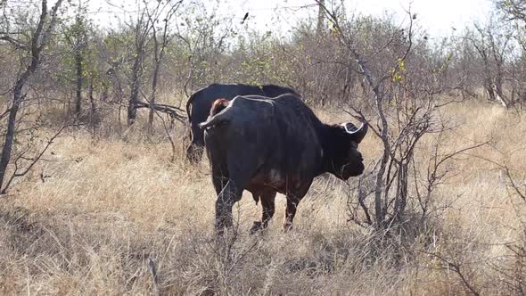A water buffalo walks by another one grazing
