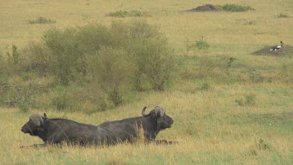 African buffaloes lying down and grazing