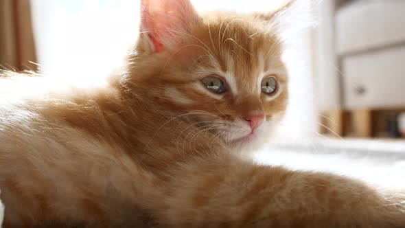 Ginger Kitten is Basking in the Lights of a Sun and Shadows