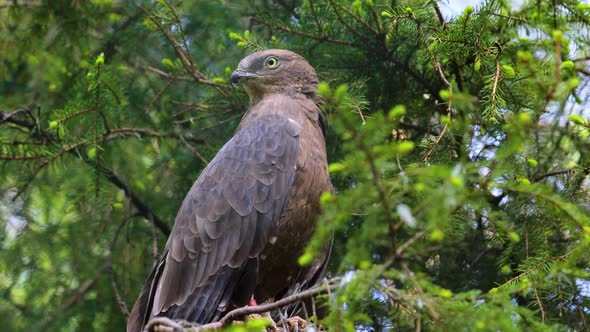 European Honey Buzzard Pernis Apivorus, Also Known As the Pern or Common Pern