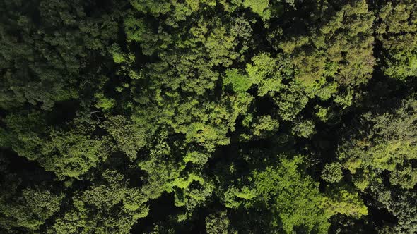 The fragrant tropical rainforest of Costa Rica captured in ultra high definition from above. Aerial