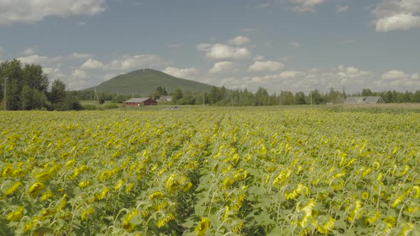 Bright vibrant rows of Sunflowers growing on farmland Northern Maine