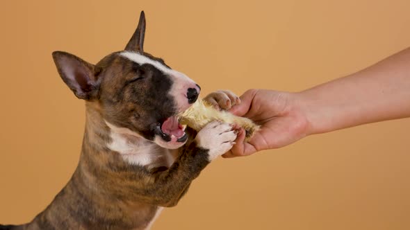 Cute Brown Puppy of the Bull Terrier Breed Gnaws and Bites a Fur Toy Held By Its Owner
