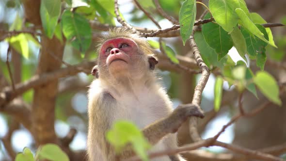 Monkey in Sri Lanka