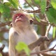 Monkey in Sri Lanka - VideoHive Item for Sale