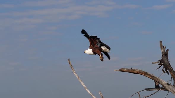 African Fish-Eagle, haliaeetus vocifer, Adult at the top of the Tree, Flapping Wings, in Flight