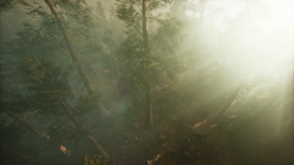 Drone Breaking Through the Fog To Show Redwood and Pine Tree alt