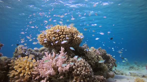Blue-Green Fish and Sea Coral Reef