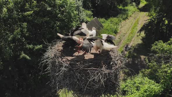 Storks Nest with Chicks