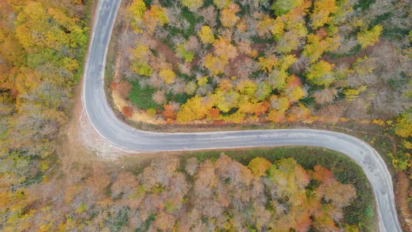 trees and pathway in red and orange colors in autumn, great autumn day