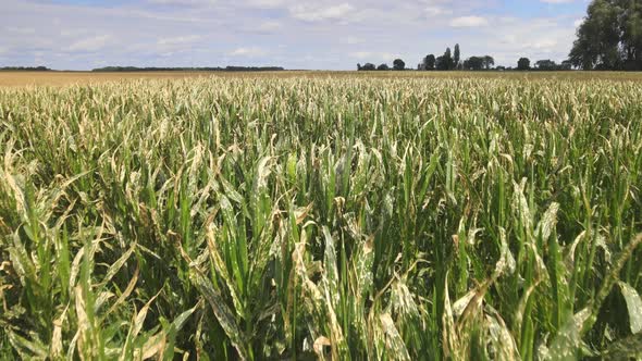 Aerial View Corn Plants Wilting and Dead After Applying Herbicide in Cornfield