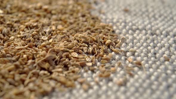 Dried anise seed on rustic rough jute cloth. Aniseed dry seasoning. Macro