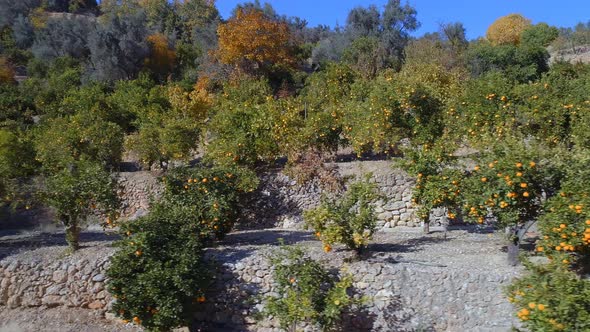 Orange Trees on a Farm Before Harvest