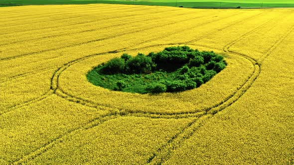 Amazing yellow raps flowers in Poland countryside.