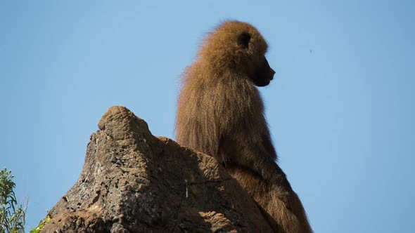 Baboon 06