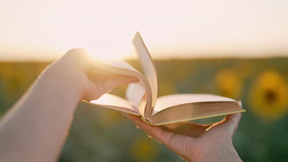 Woman Flips Through Pages of Old Paper Book on Sunset Background in Sunflowers Field