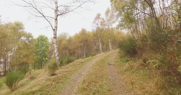 Walking Outdoor Along Road Near Birch Trees in Woods Forest with Bad Weather Overcast Day