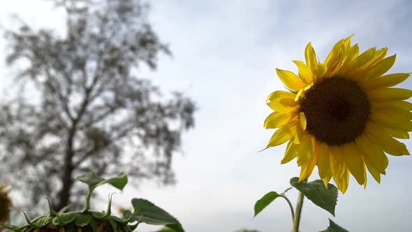 Yellow Sunflower Flower on the Background of Clouds. a Sunflower Sways in the Wind. Beautiful Fields