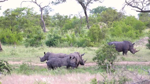 Group of rhinoceros standing among the grass Sabi Sands Game Reserve in South Africa