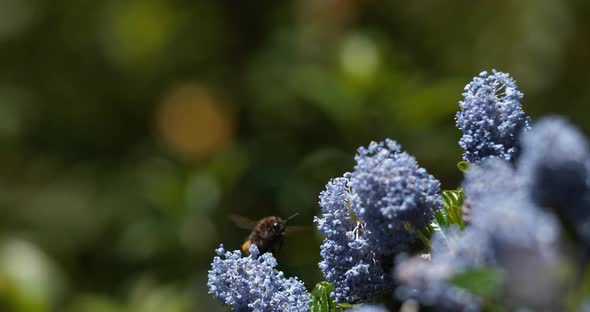 Buff-tailed Bumble Bee, Bombus Terrestris, which Purses a Ceanothe Flower, Legs loaded with Pollen