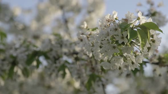Branch of a Blossoming Apple Tree on a Sunny Day Close Up