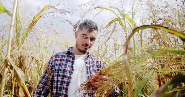 Quality Control Green Sorghum Farm