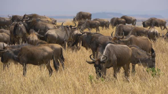 Wildebeests on African plains