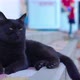 Black Cat Relaxing On The Street - VideoHive Item for Sale