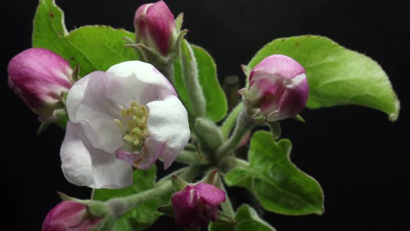 Blooming Blossom Apple Tree Flower in the Garden, Spring Time Lapse, Isolated on Black