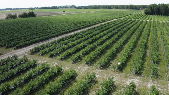 Drone Flies Over Green Field of Blueberry Plantation in the Sunny Day. Blueberries Before Harvest
