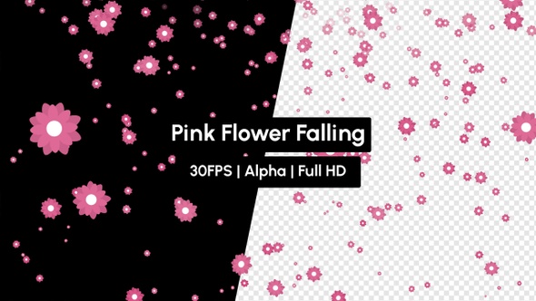 Cherry Blossom Pink Flower Falling with Alpha