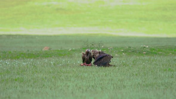 Wild Vulture Herd Eating a Dead Animal Carcass